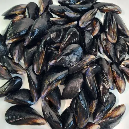 냉동 자숙 피홍합 1kgx10봉 국내산 업소용 산지직송 10kg 이미지