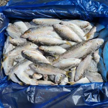 25년 국산 전어 10kg 제철 살아있을 때 급냉 냉동 구이용 남해안