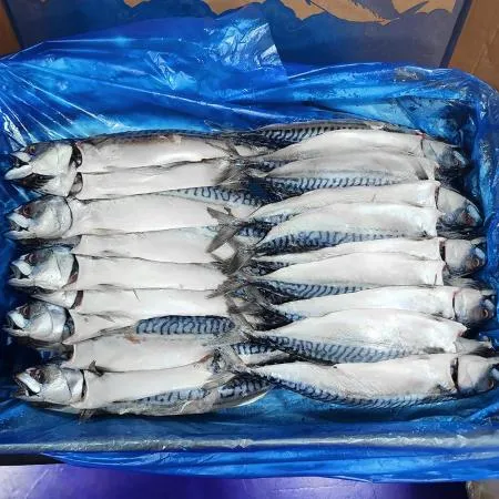 노르웨이 간고등어 못난이 파지 자반고등어 중대사이즈 업소용 도매 구이 손질 10kg