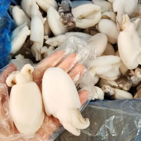 [원가 올랐어요 ]미니 갑오징어 8kg 약 280마리 9미(20/40) 베이비이까