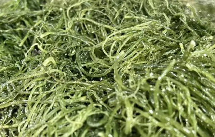 전라도 완도 청정지역 최상급 프리미엄 청꼬시래기 이미지