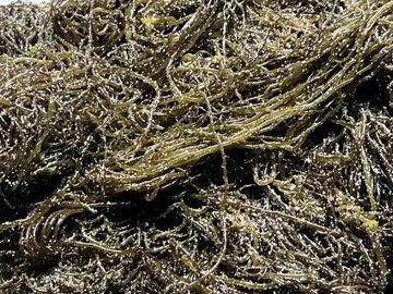 전라도 완도 청정지역 최상급 프리미엄 꼬시래기