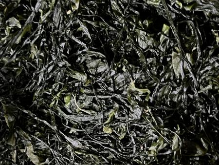 전라도 완도 청정지역 최상급 프리미엄 염장미역