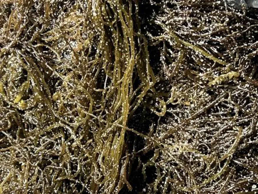 전라도 완도 청정지역 최상급 프리미엄 꼬시래기 이미지