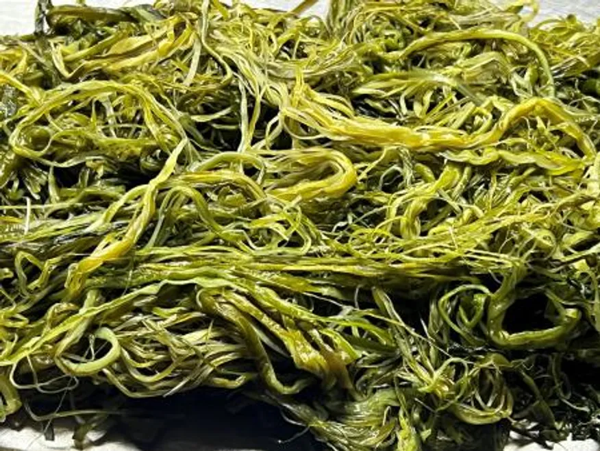 전라도 완도 청정지역 최상급 프리미엄 미역줄기 이미지