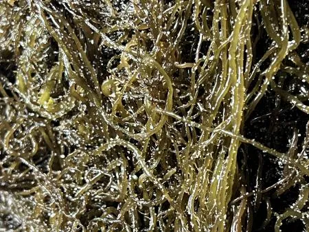 전라도 완도 청정지역 최상급 프리미엄 꼬시래기 이미지