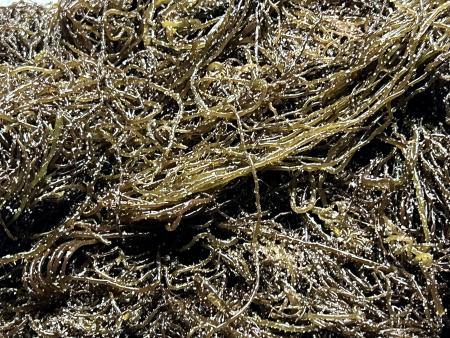 전라도 완도 청정지역 최상급 프리미엄 꼬시래기