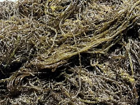 전라도 완도 청정지역 최상급 프리미엄 꼬시래기