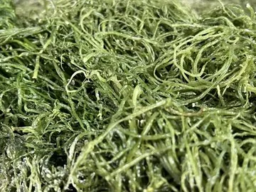 전라도 완도 청정지역 최상급 프리미엄 청꼬시래기