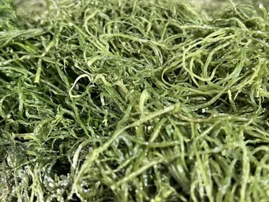 전라도 완도 청정지역 최상급 프리미엄 청꼬시래기 이미지