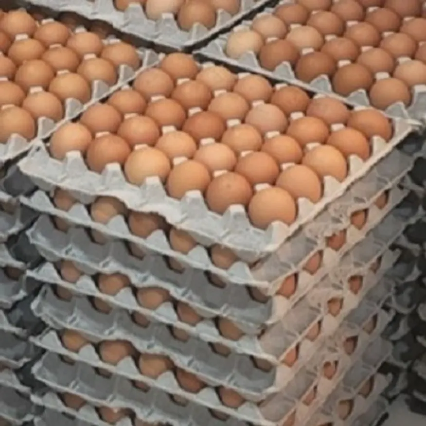 대란(30개/계란) 이미지