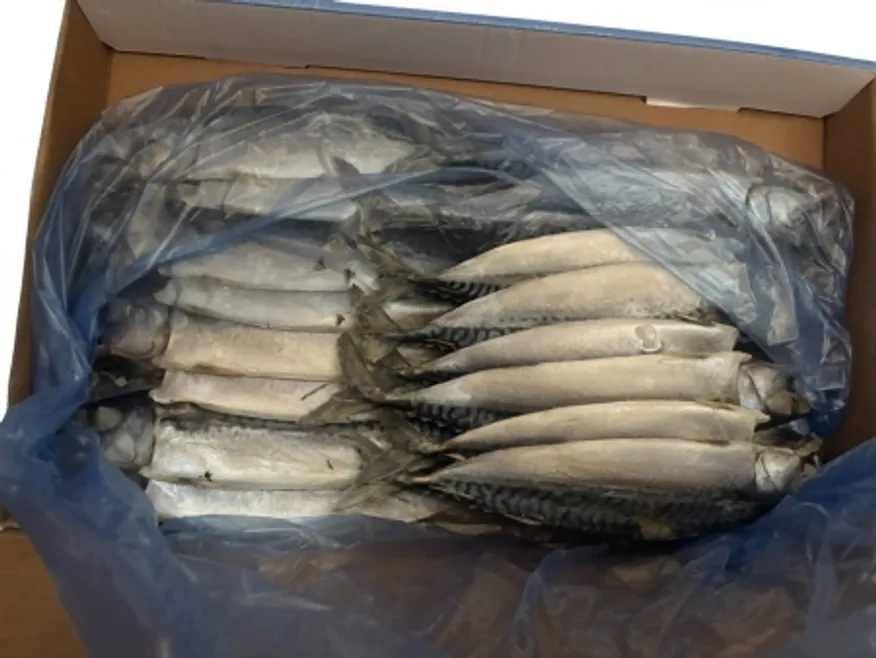 자반고등어 큰 사이즈 냉동 노르웨이산 이미지