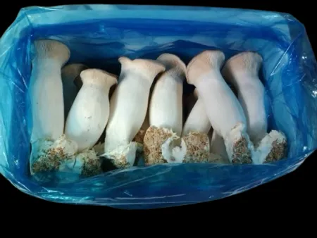 새송이버섯(보통) 2kg[BOX]