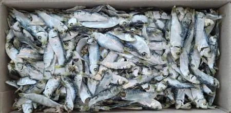 디포리(국물용/국내산) 1.5kg