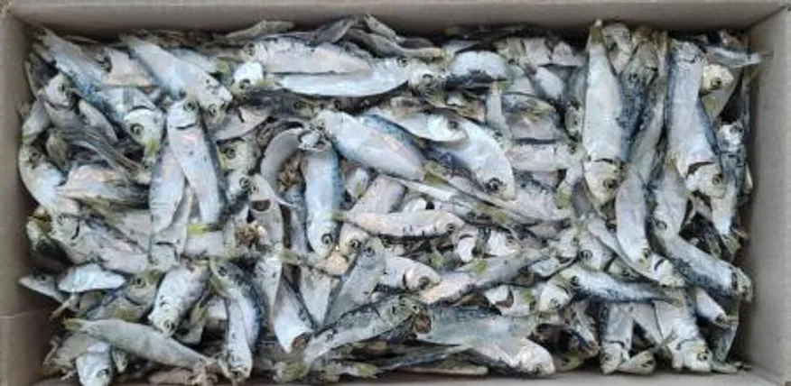 디포리(국물용/국내산) 1.5kg 이미지
