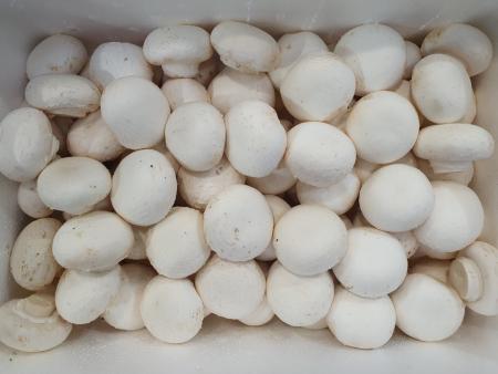 양송이버섯(상) 2kg[BOX]