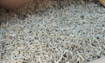 지가이리멸치(볶음용/국내산) 1.5kg