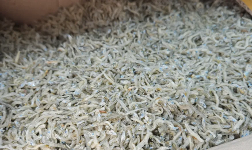 지가이리멸치(볶음용/국내산) 1.5kg 이미지