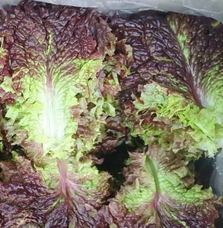 꽃상추(보통) 4kg[BOX]
