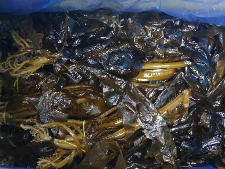 물미역(3.5kg) [BOX]