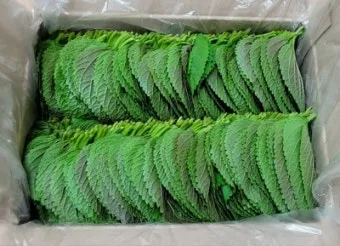 깻잎(찹찹이,특A급) 1kg[BOX]