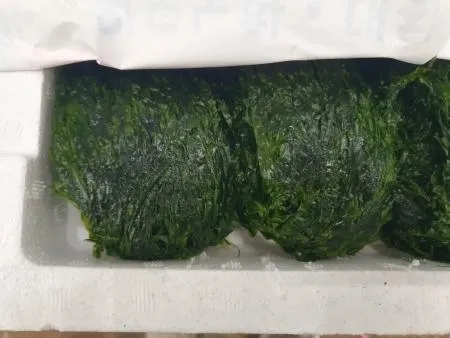 물파래1벌(약2kg) [BOX]