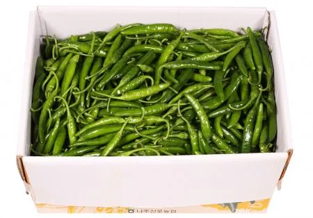 청양고추(특) 10kg[BOX]