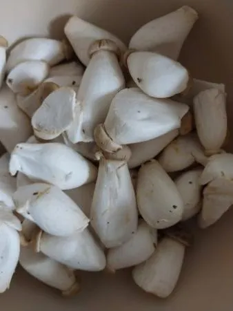 새송이(못난이) 2kg[봉]