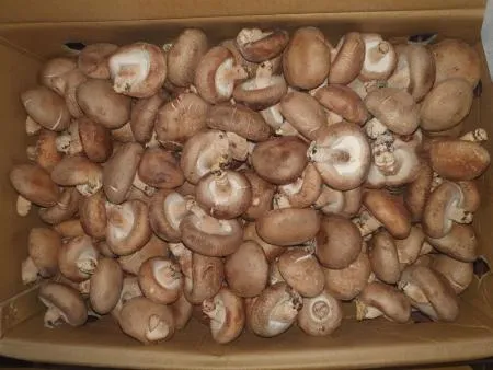 표고버섯(수입산) 4kg[BOX]
