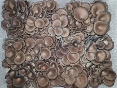 꽃느타리버섯 2kg[BOX]