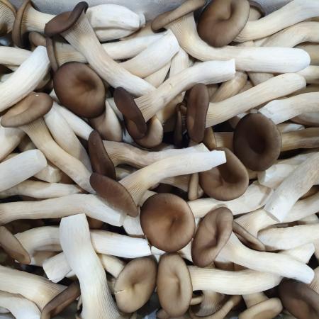 느타리버섯 꽂이용 2kg[BOX]