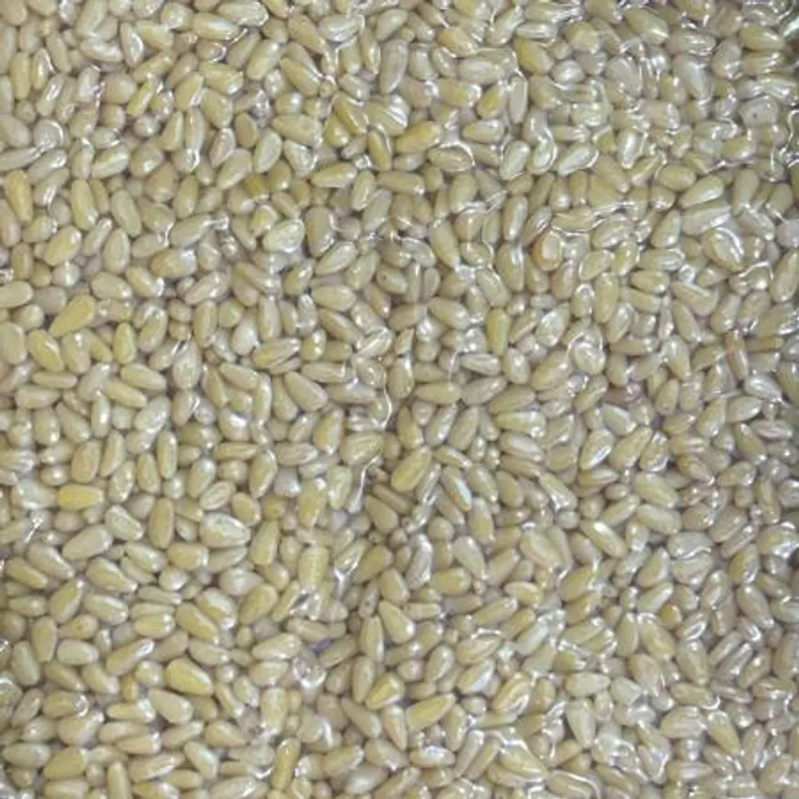 대용량 잣 1kg 깐잣 이미지