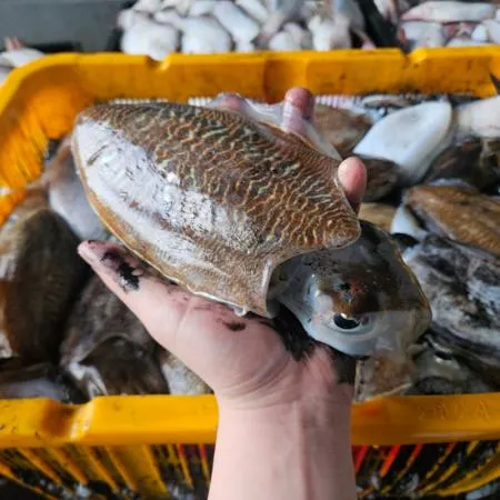 국내산 서해 제철 활 갑오징어 1kg(2-4미내외) 