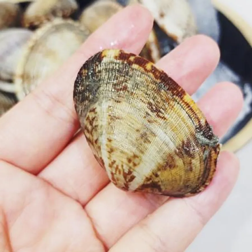 국내산 활 바지락1kg 왕사이즈 세척 해감 바지락 이미지