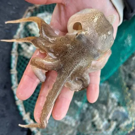 [담미로]국내산 활 주꾸미 알배기 왕사이즈 1kg 급냉 알 쭈꾸미 샤브샤브 이미지