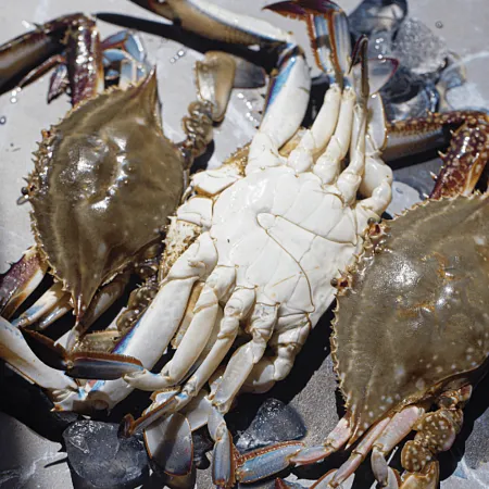 서해안 급냉 숫꽃게1kg(3-5미 내외) 제철 냉동 꽃게찜 이미지