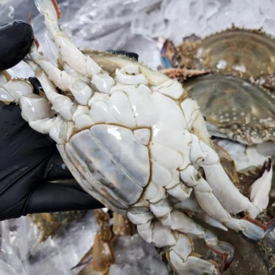 서해안 급냉 암꽃게1kg(4-6미 내외) 제철 냉동암꽃게 이미지