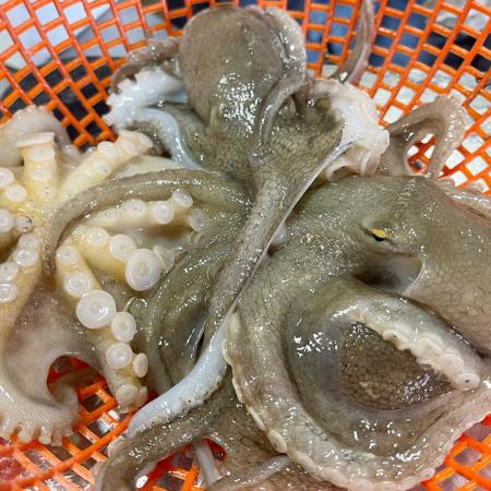 [담미로]국내산 활 주꾸미 알배기 왕사이즈 1kg 급냉 알 쭈꾸미 샤브샤브