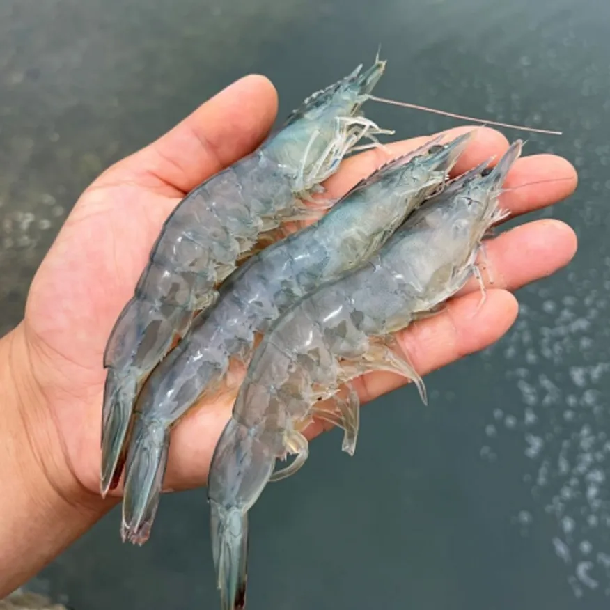 국내산 대하 횟감용 제철 활 흰다리 새우1kg 이미지