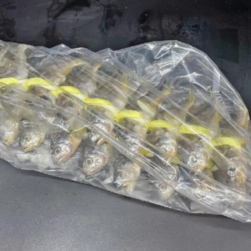 영광 굴비 20미 1.2kg 내외 참조기 법성포 굴비 이미지
