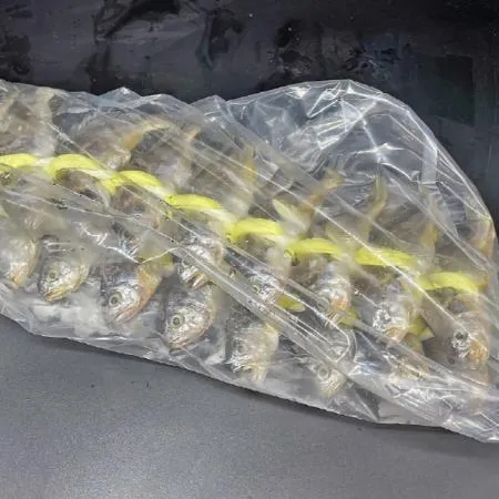 영광 굴비 20미 1.2kg 내외 참조기 법성포 굴비 이미지