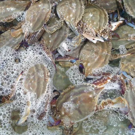 제철 활 숫꽃게1kg 게장재료 꽃게찜 꽃게탕