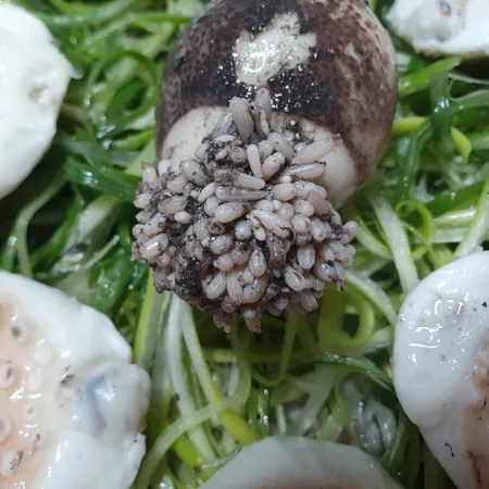 [담미로]국내산 활 주꾸미 알배기 왕사이즈 1kg 급냉 알 쭈꾸미 샤브샤브 이미지