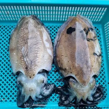 국내산 서해 제철 활 갑오징어 1kg(2-4미내외)  이미지