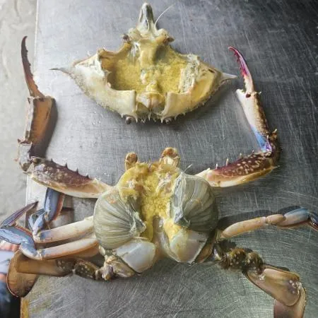 제철 활 숫꽃게1kg 게장재료 꽃게찜 꽃게탕 이미지