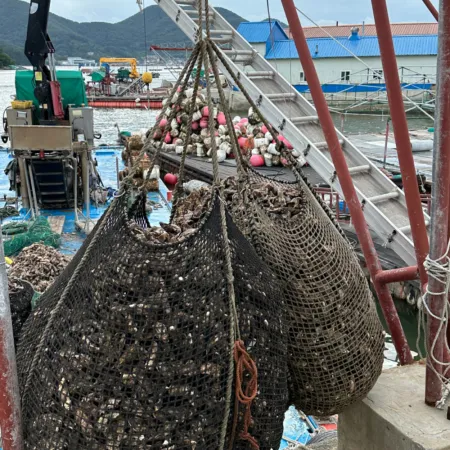 담미로 통영 깐 생굴5kg 대사이즈 산지직송 이미지