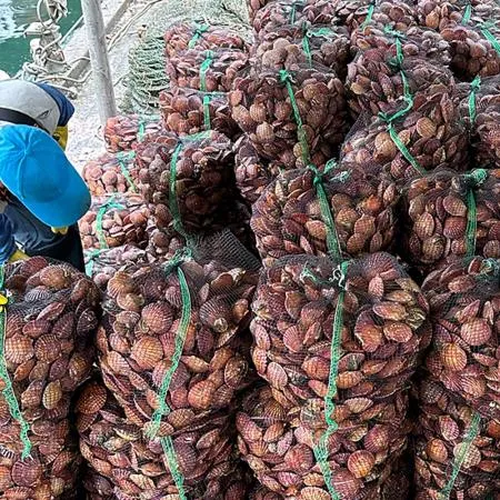 통영 세척 홍가리비 1kg 조개 구이 찜  이미지