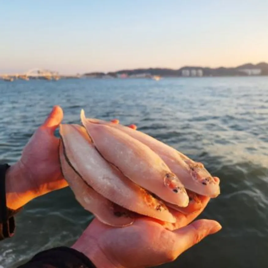반건조 군산 박대 5미(450g 내외 28~30cm) 이미지