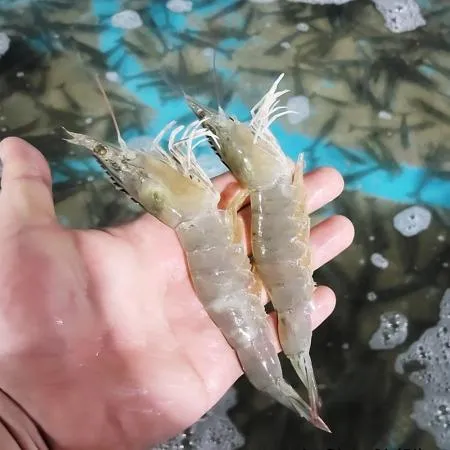 국내산 대하 횟감용 제철 활 흰다리 새우1kg 이미지