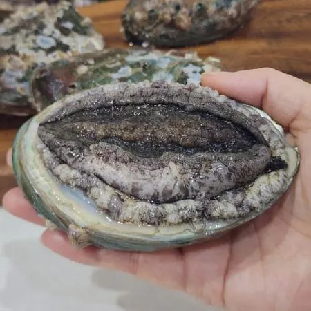 완도 직송 활 전복 초특대 1kg 5-6미 전복선물